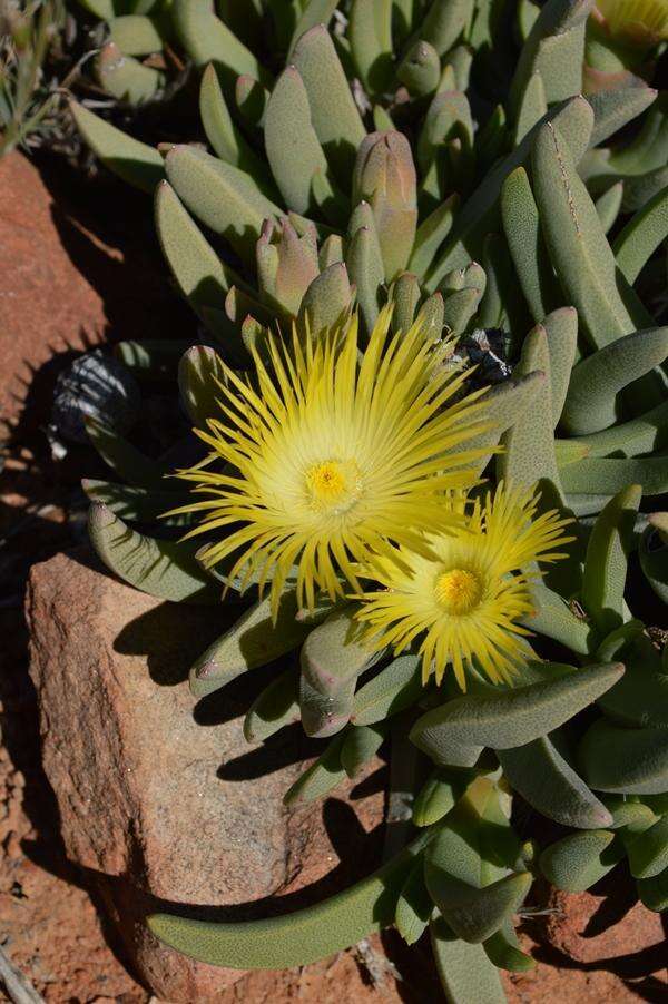 Image of Cheiridopsis acuminata L. Bol.