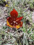 Image of Calochortus marcellae G. L. Nesom