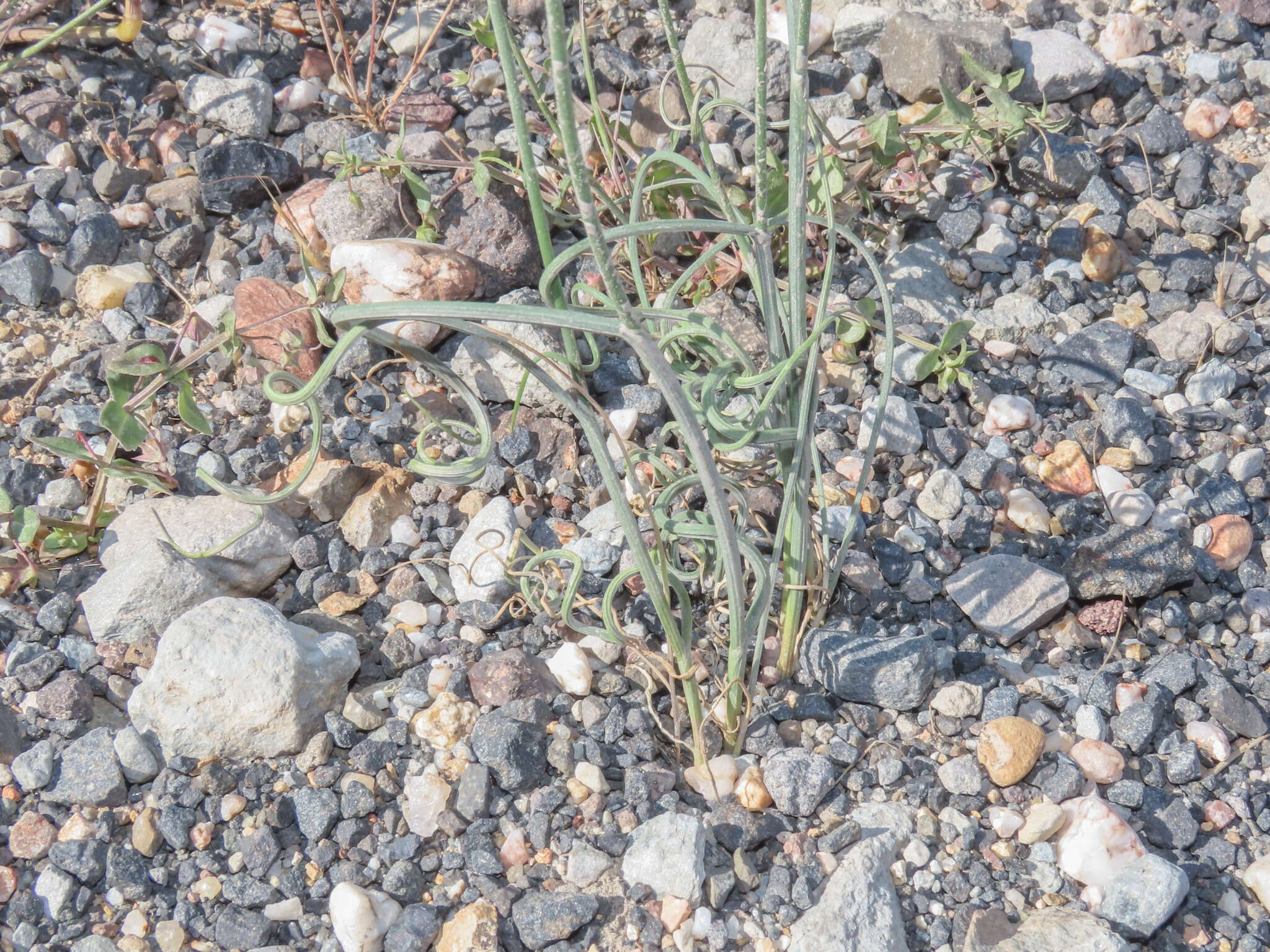 Image of wild garlic