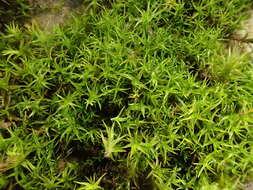 Image of rigid didymodon moss