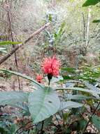 Pachystachys coccinea (Aubl.) Nees resmi