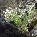 Sivun Wahlenbergia masafuerae (Phil.) Skottsb. kuva