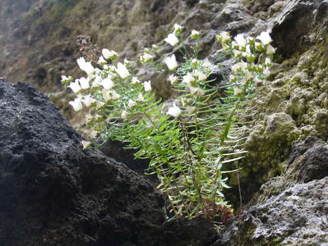 Image of Wahlenbergia masafuerae (Phil.) Skottsb.