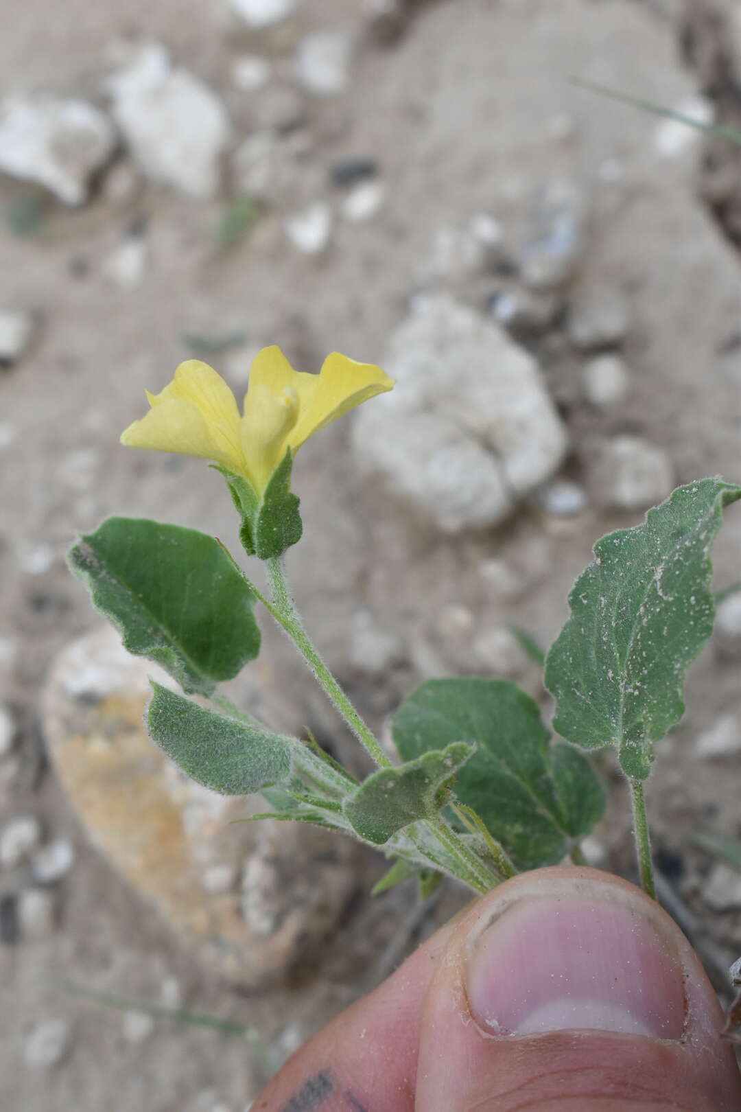 Image of peonyleaf woodsorrel