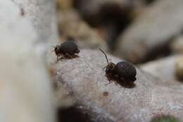 Image of Garden Springtail