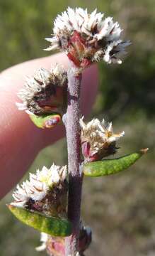 Imagem de Phylica callosa L. fil.