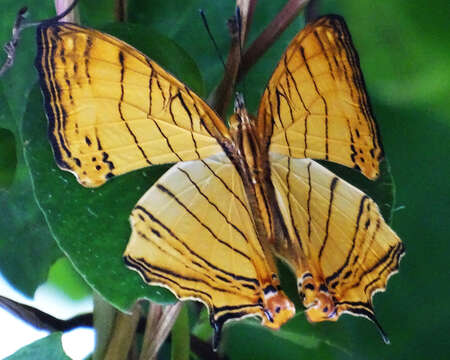 Image of Cyrestis lutea Zinken-Sommer 1831