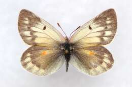 Image of Colias stoliczkana Moore 1878