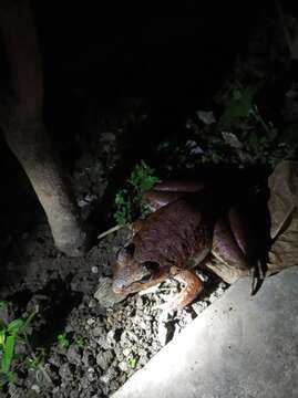 Image of Fanged River Frog