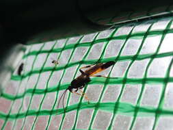 Image of Ichneumon confusor Gravenhorst 1820