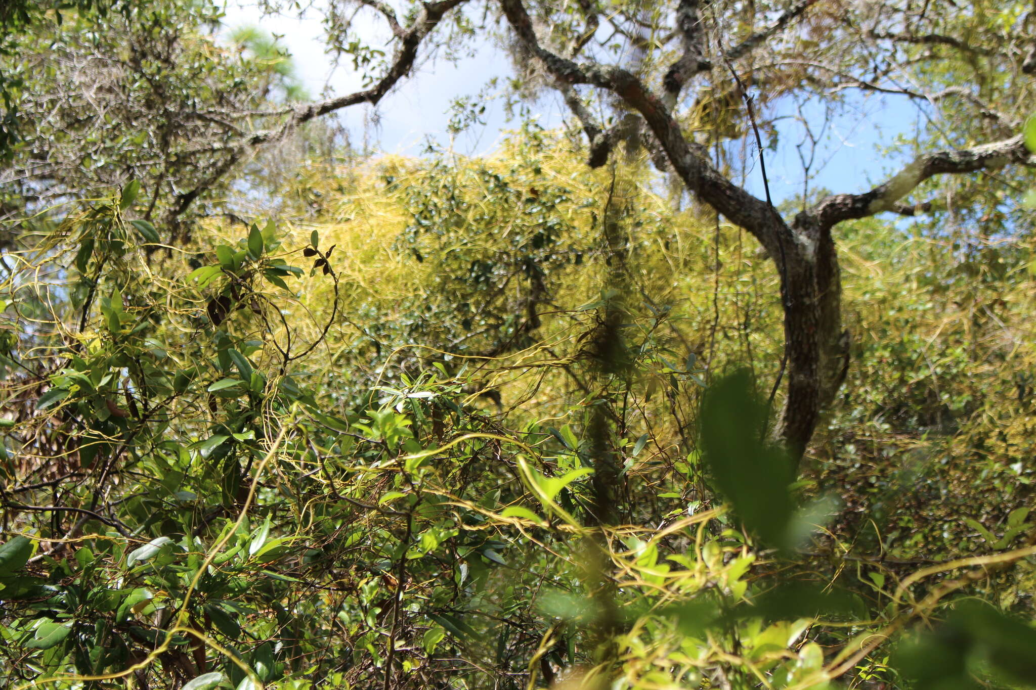 Image of tall dodder