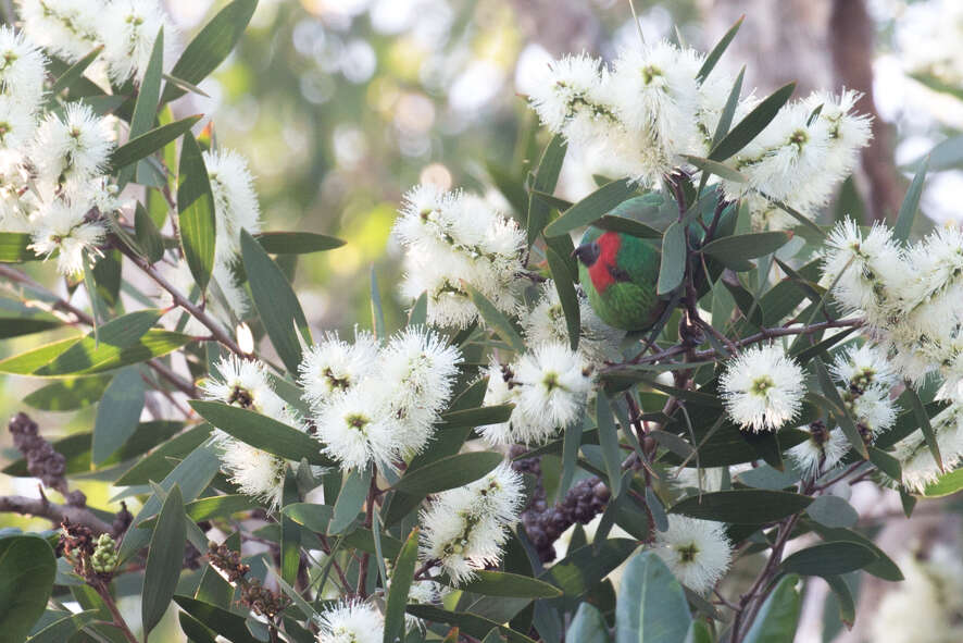 Image of Little Lorikeet