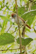 Image of Lined Antshrike