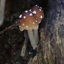 Image of Psathyrella fibrillosa (Pers.) Maire 1938