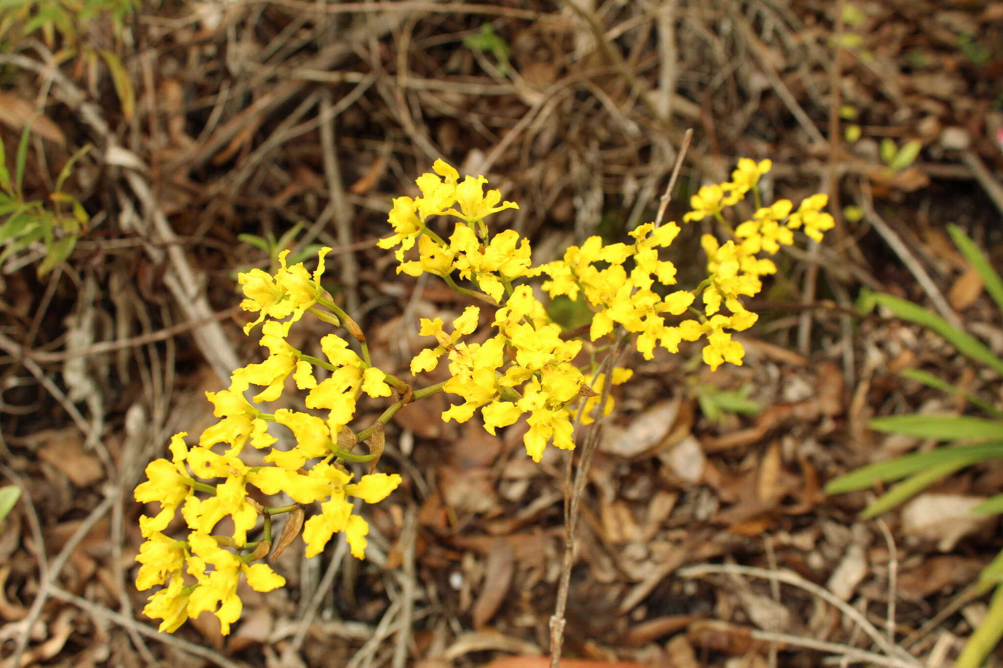 Image of Cyrtochilum revolutum (Lindl.) Dalström