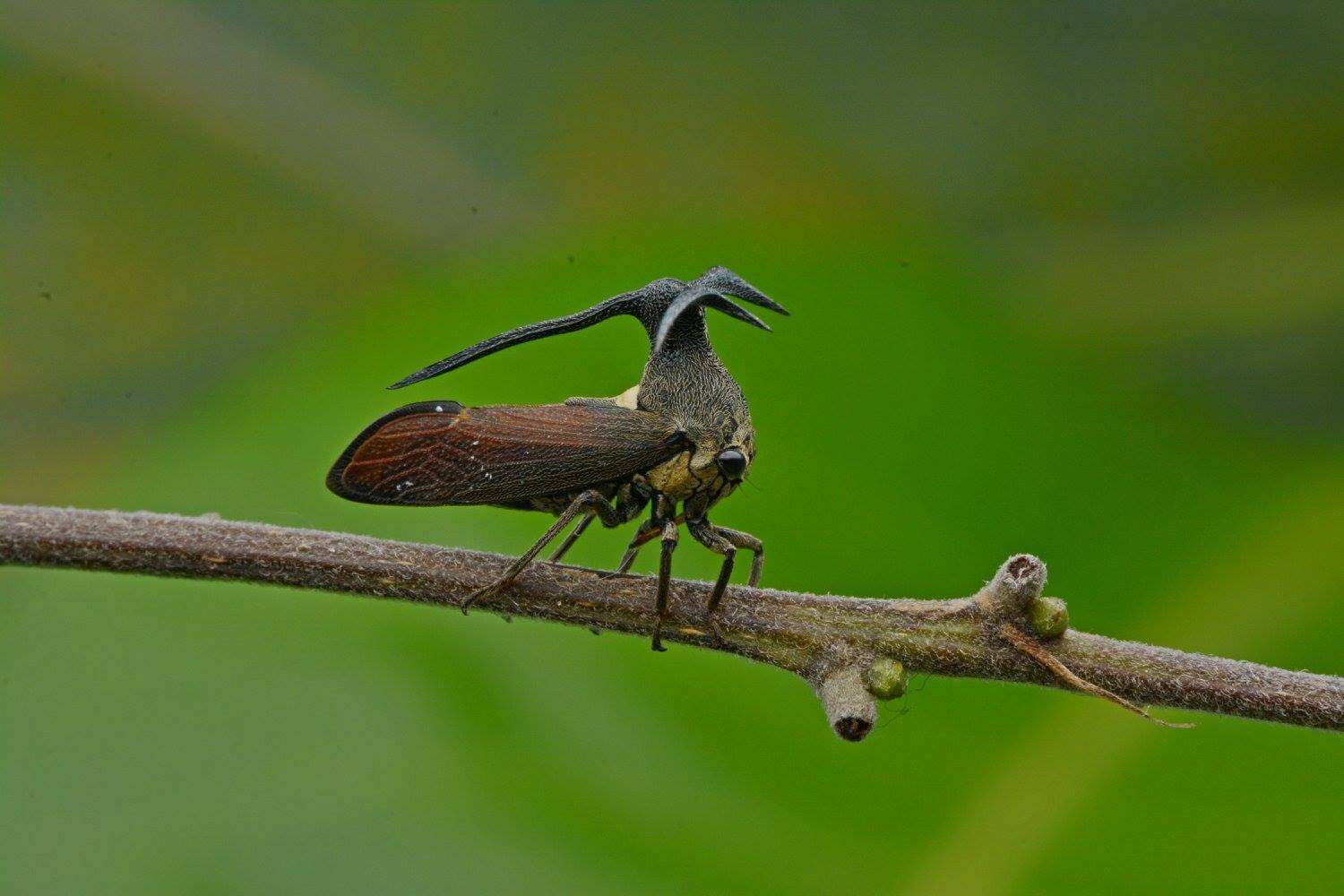 Imagem de Elaphiceps cervus Buckton