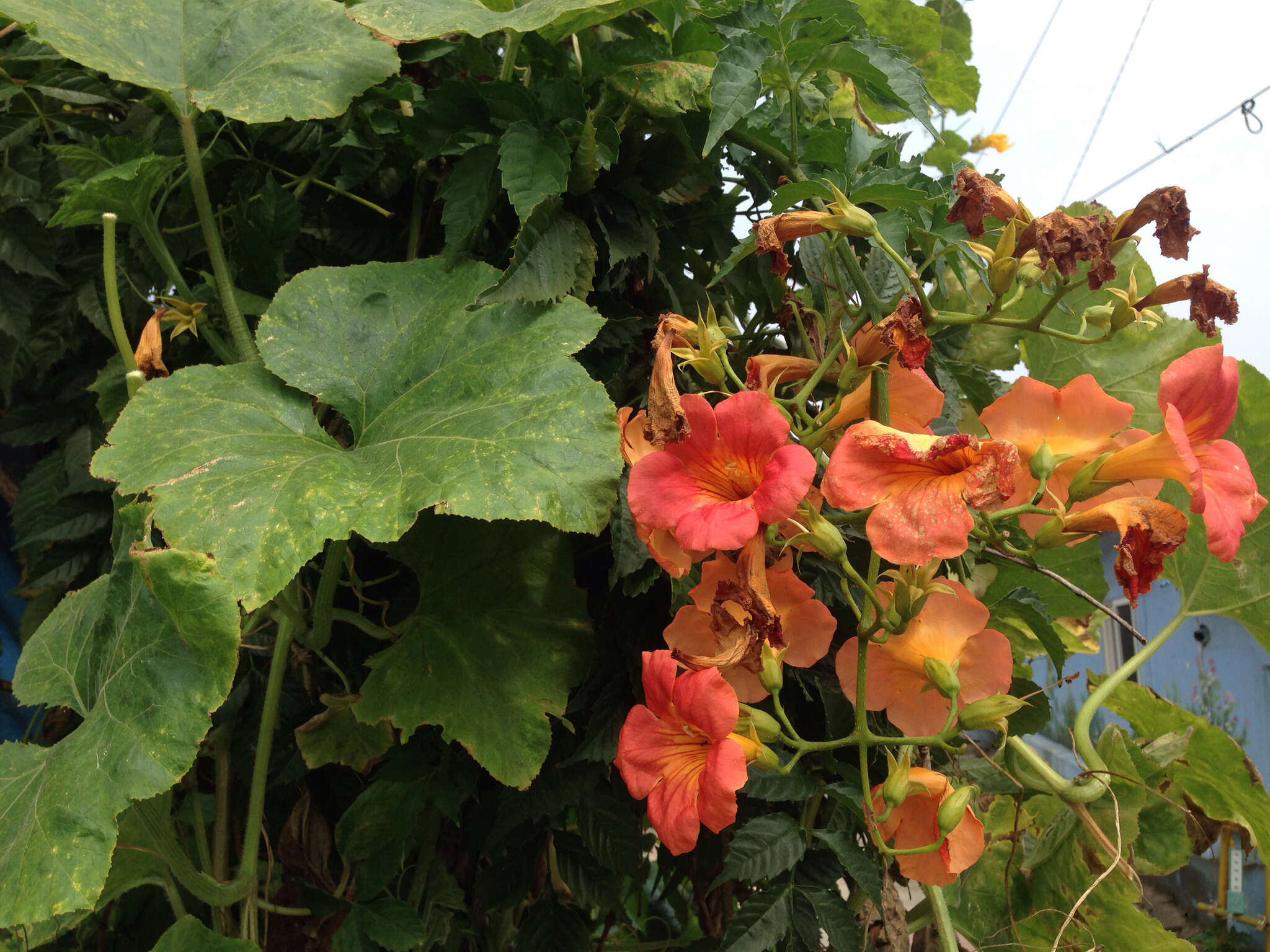 Image of Chinese Trumpet Vine