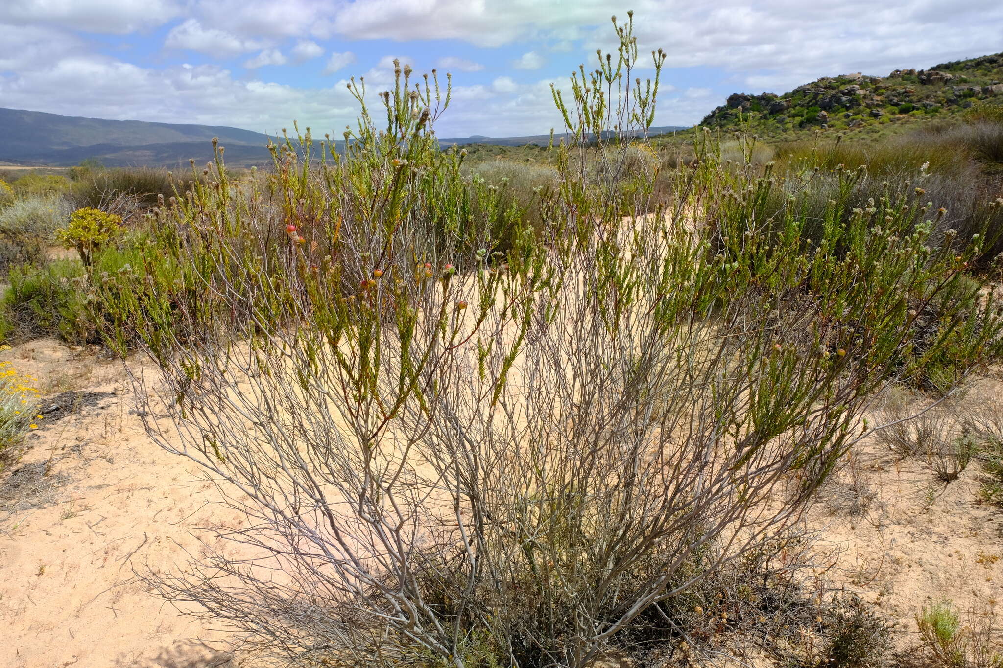 Image of Phylica cylindrica Wendl.