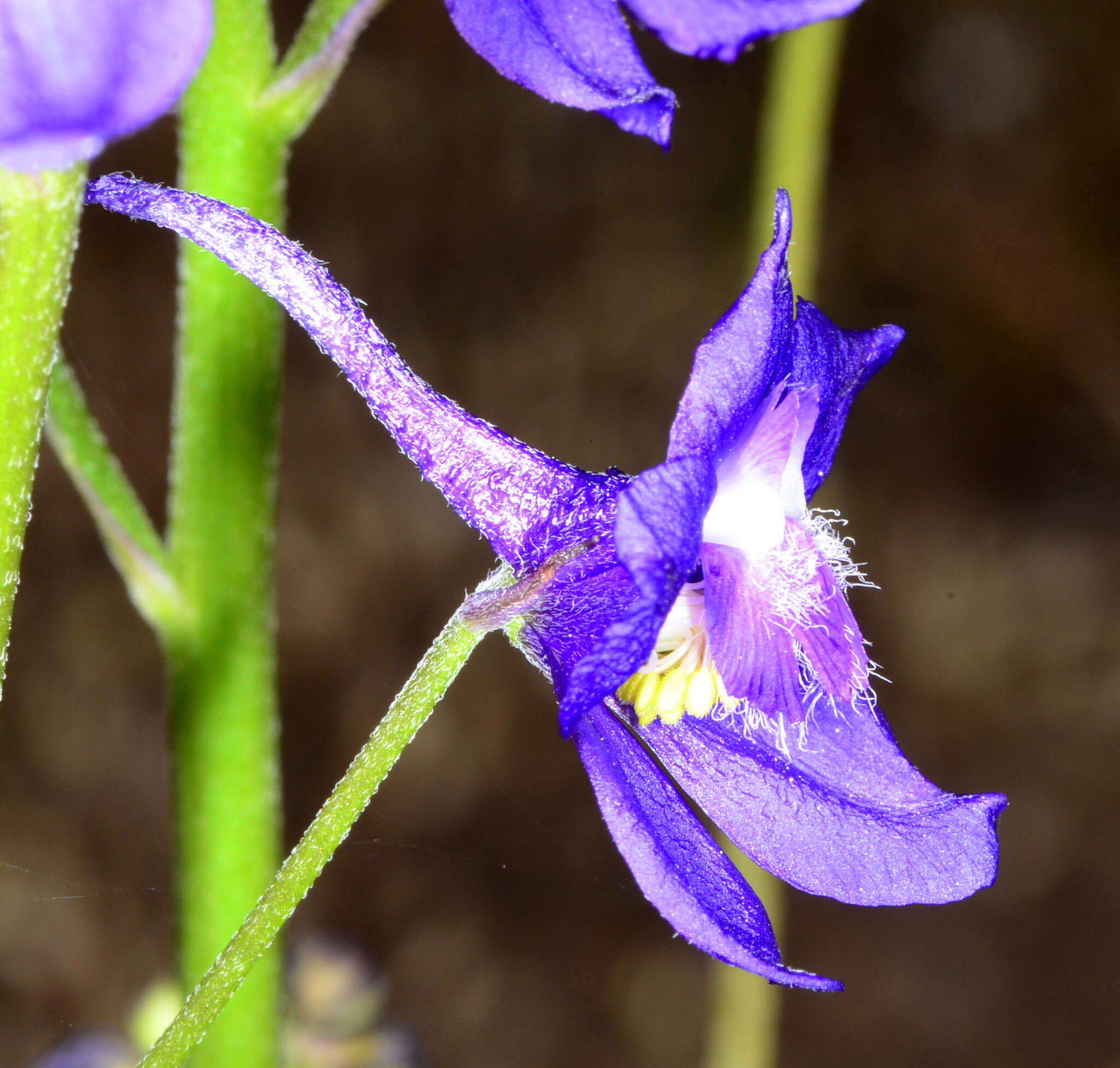 Image of royal larkspur