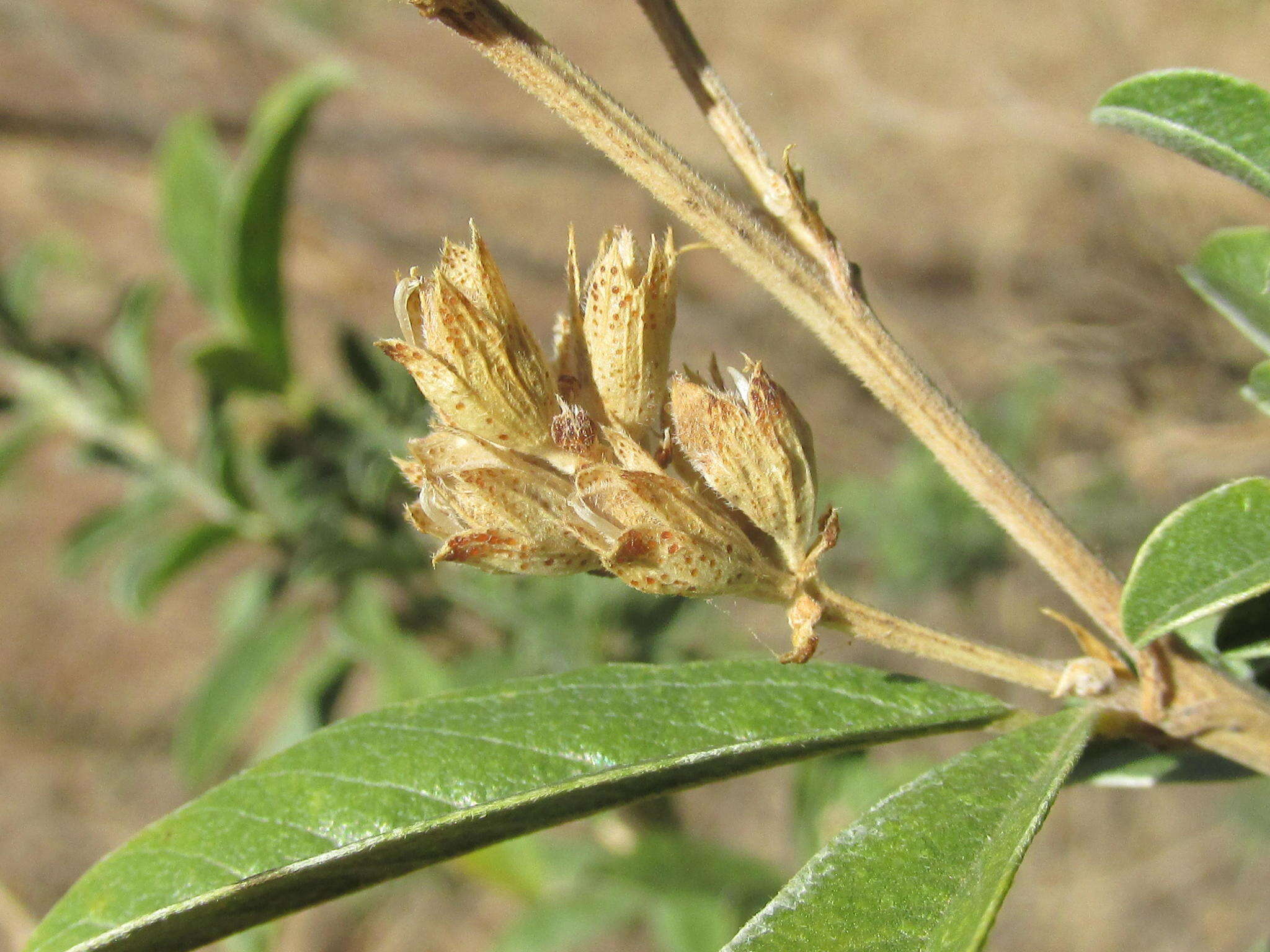 Image of Otholobium striatum (Thunb.) C. H. Stirt.