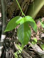 Sivun Passiflora edulis flavicarpa Deg. kuva