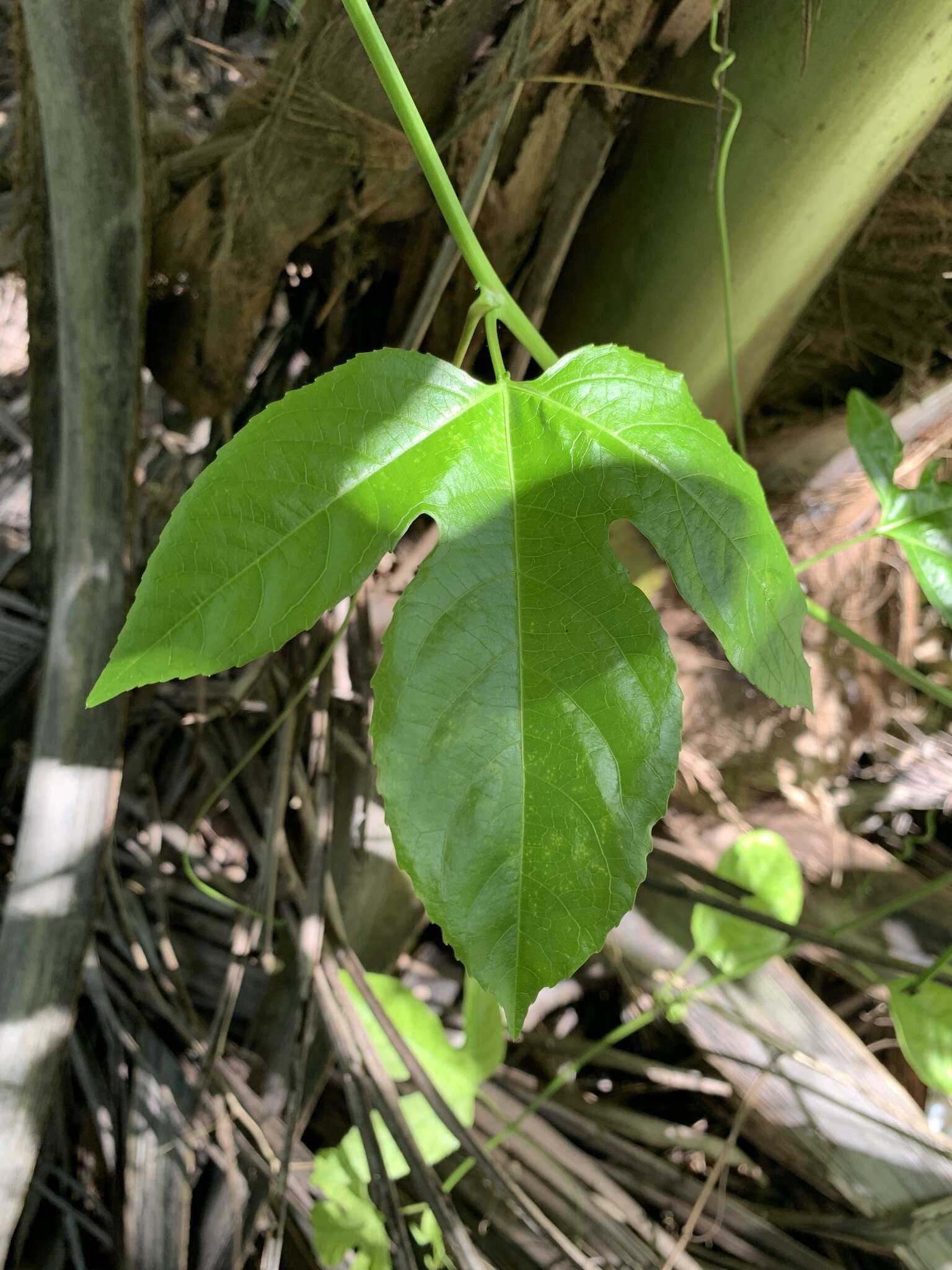 Слика од Passiflora edulis flavicarpa Deg.