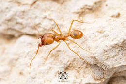 Pheidole vistana Forel 1914的圖片