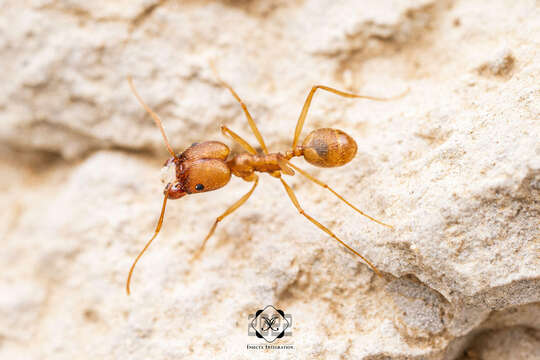 Pheidole vistana Forel 1914的圖片