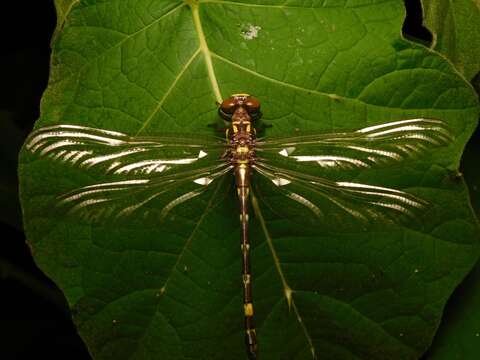 Image of Acrogomphus fraseri Laidlaw 1925