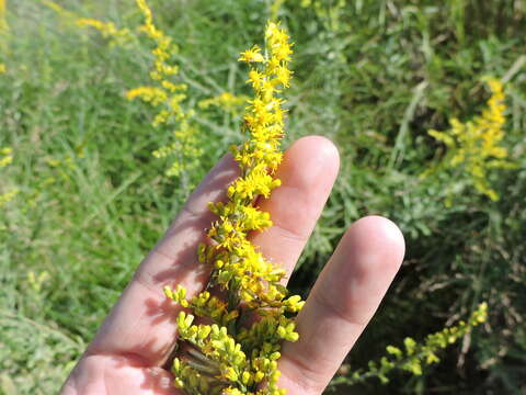 Image of Julia's goldenrod