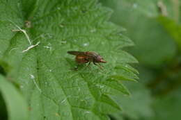 Image of Rhingia campestris Meigen 1822