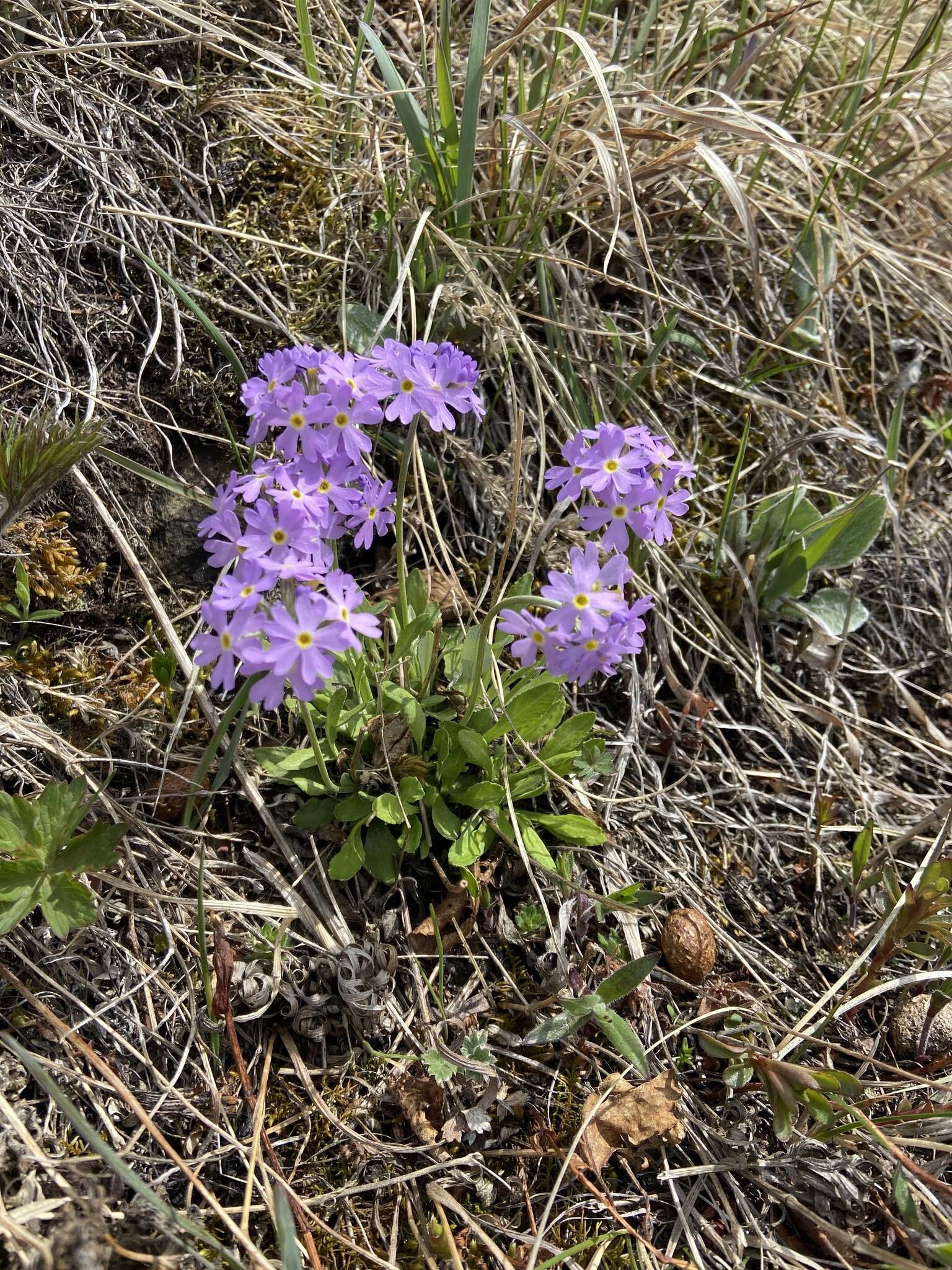 Image of Primula mazurenkoae A. P. Khokhryakov