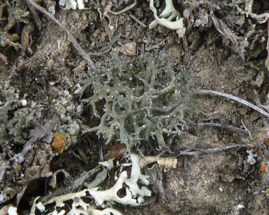 Image of hispid agrestia lichen