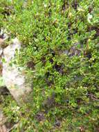 Image of Muehlenbeckia volcanica (Benth.) Endlicher