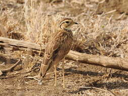 Image of Three-banded Courser