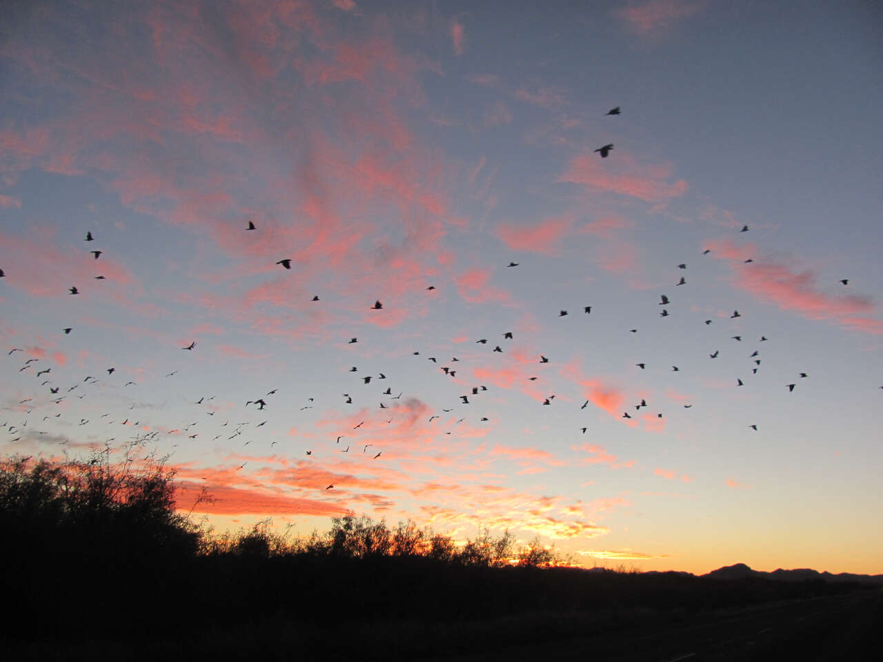 Image of Chihuahuan Raven