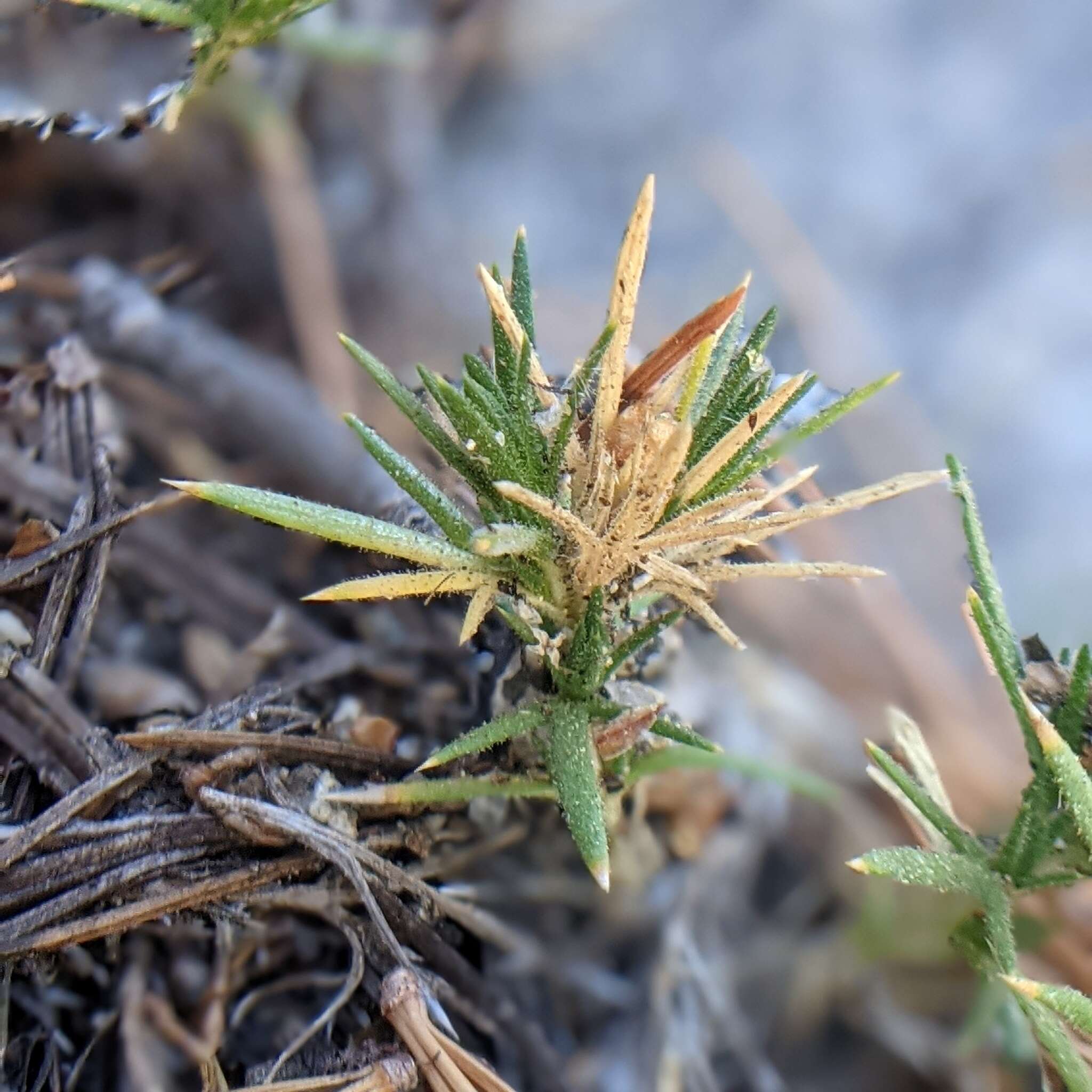 Image of San Jacinto prickly phlox