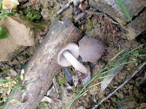 Image of Pluteus ephebeus (Fr.) Gillet 1876