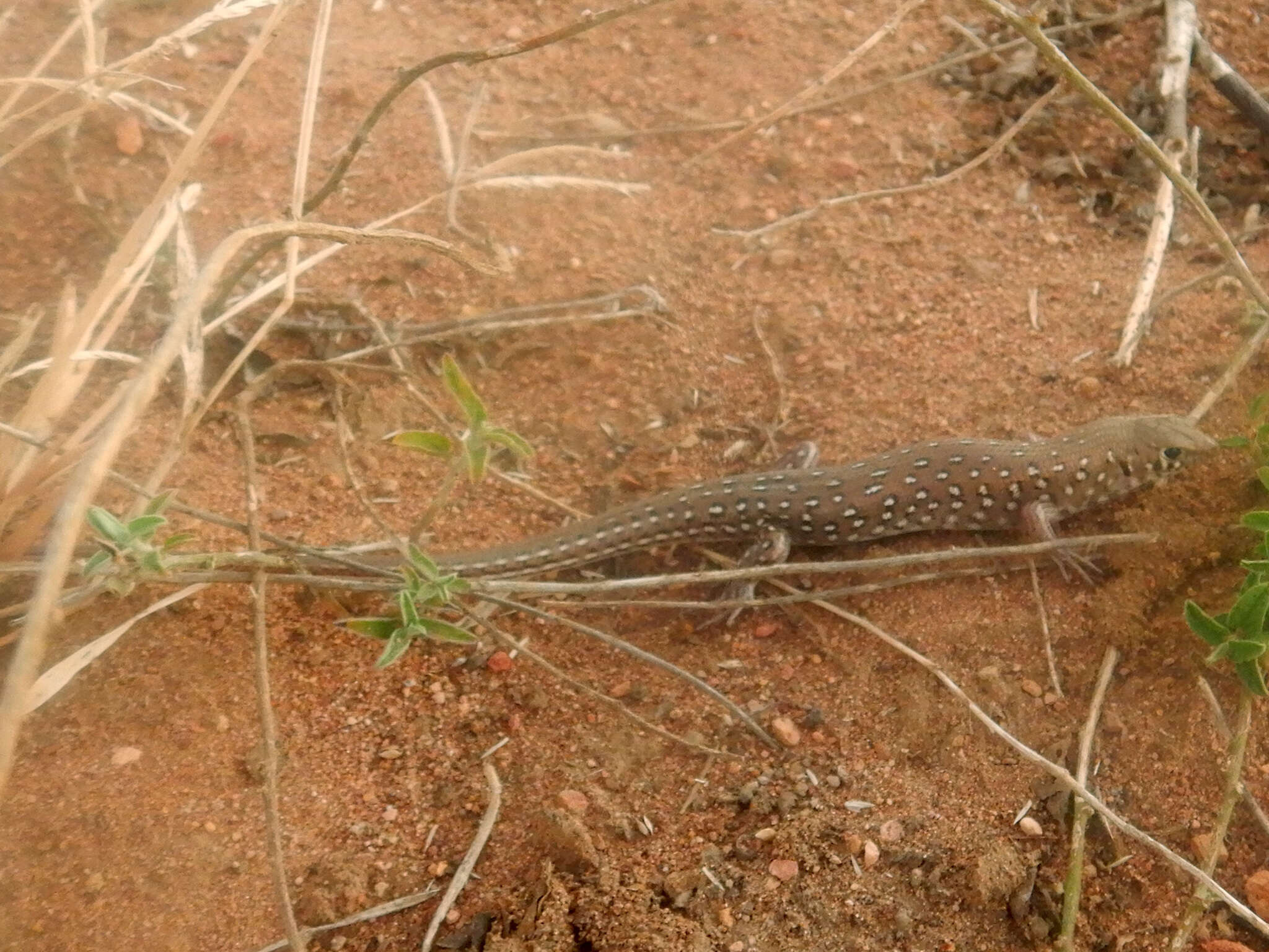 Sivun Ctenotus pantherinus (Peters 1866) kuva