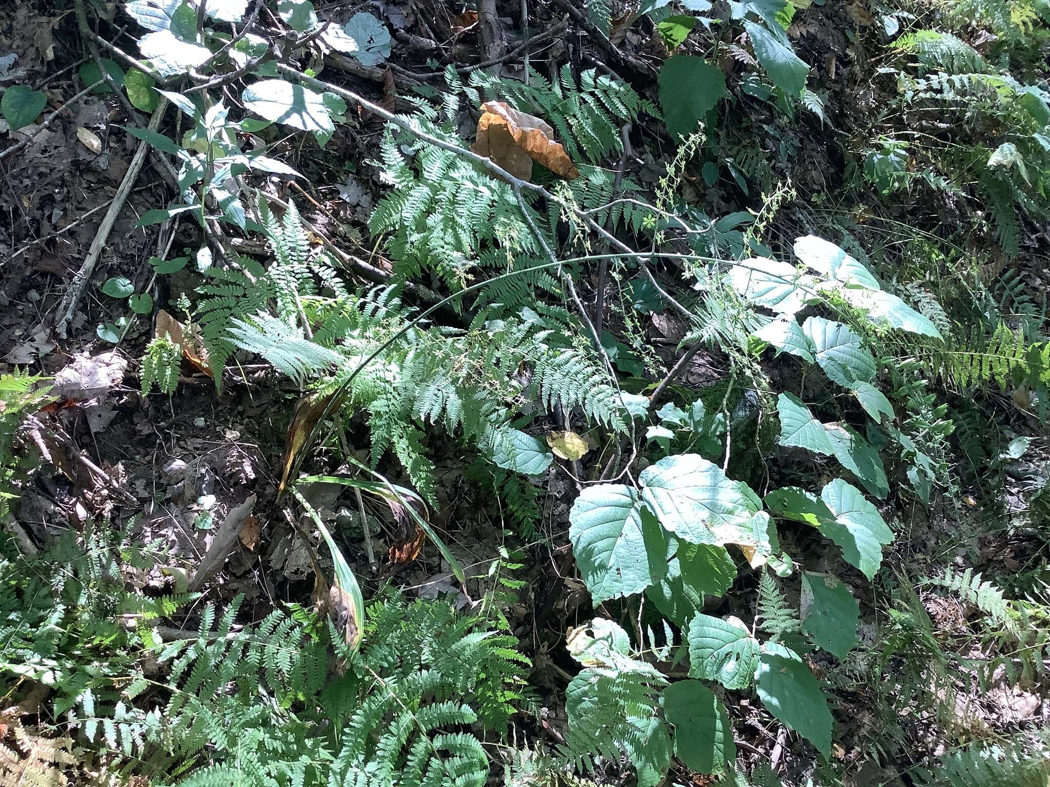 Image of Appalachian bunchflower