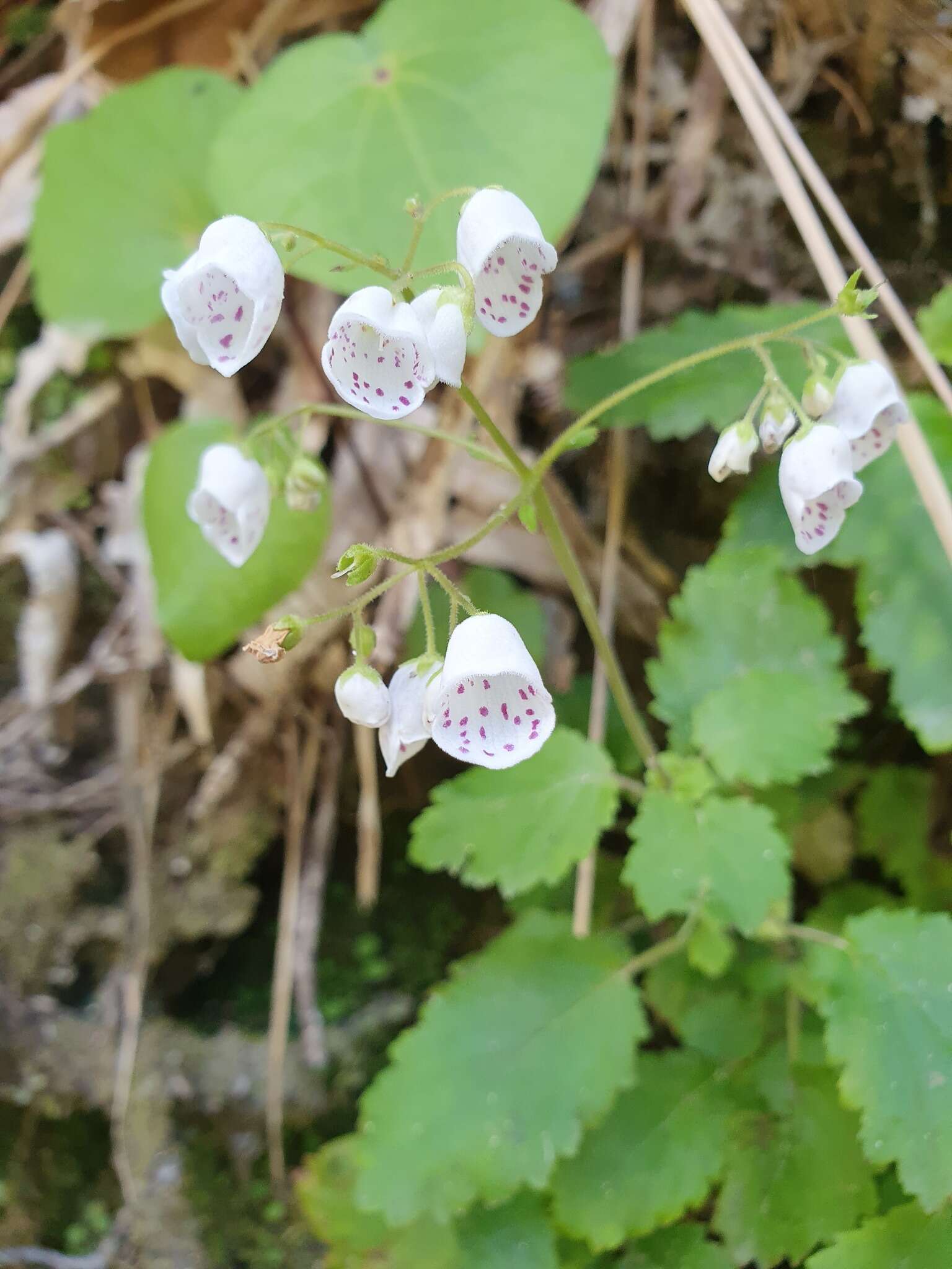 Image of New Zealand calceolaria