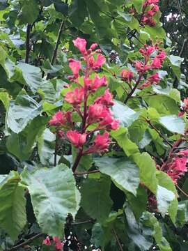 Image of red horse-chestnut