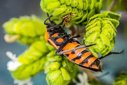 Image de Spilostethus pacificus (Boisduval 1835)