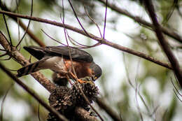 Image of Red-breasted Sparrowhawk