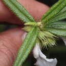 صورة Leucas stricta Benth.