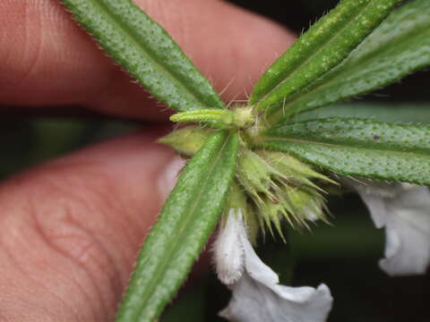 Image of Leucas stricta Benth.