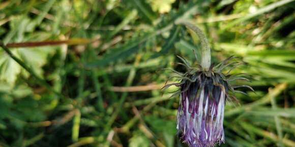 صورة Carduus defloratus subsp. defloratus