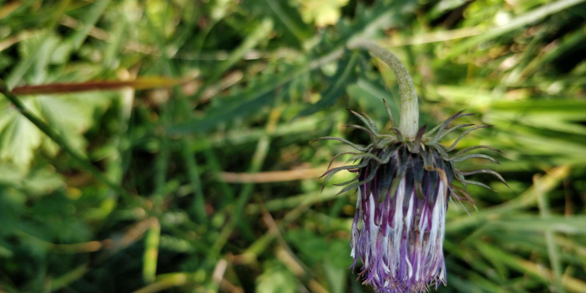 Image of Carduus defloratus subsp. defloratus