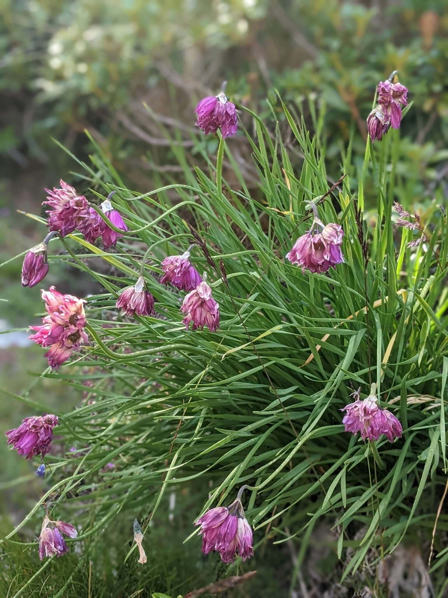 Image of Allium narcissiflorum Vill.