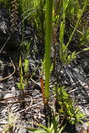 Image of Bobartia parva Gillett